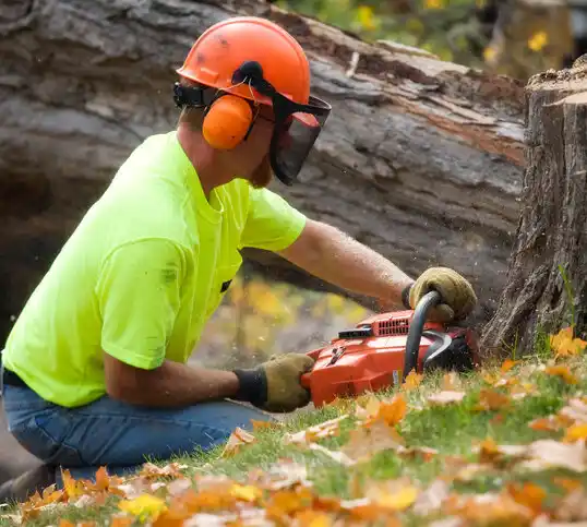 tree services Taylor